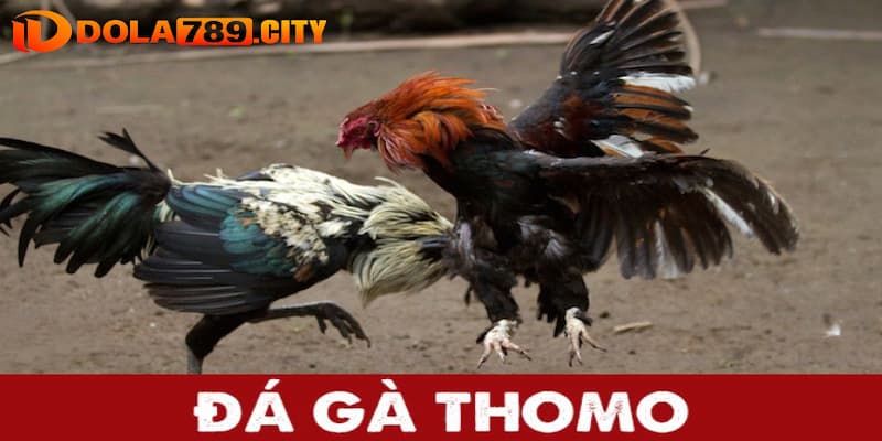 Giới thiệu đôi nét về đá gà thomo Dola789 là gì?