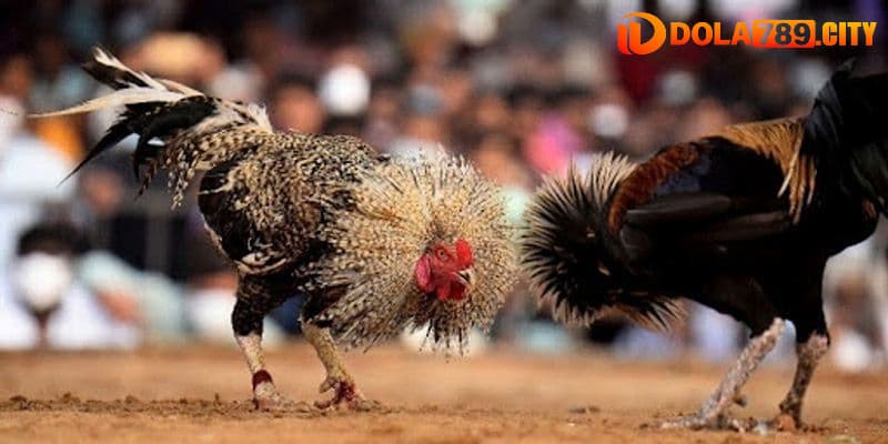 Đá gà thomo tại nhà cái Dola789 có gì hấp dẫn?
