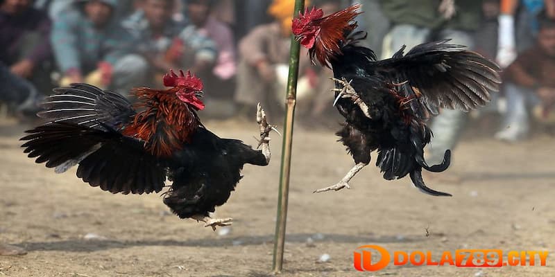 Luật chơi cá cược đá gà thomo tại Dola789