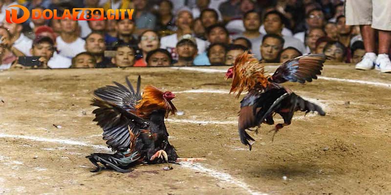Các mẹo cá cược đá gà thomo Dola789 hiệu quả