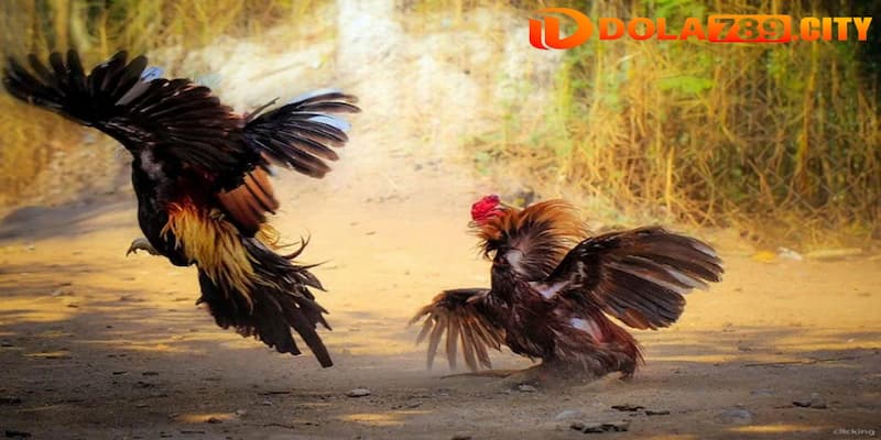 Giới thiệu sơ lược thông tin về đá gà trực tiếp Dola789